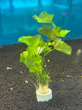 Load image into Gallery viewer, Nymphoides Species (Taiwan Lily)
