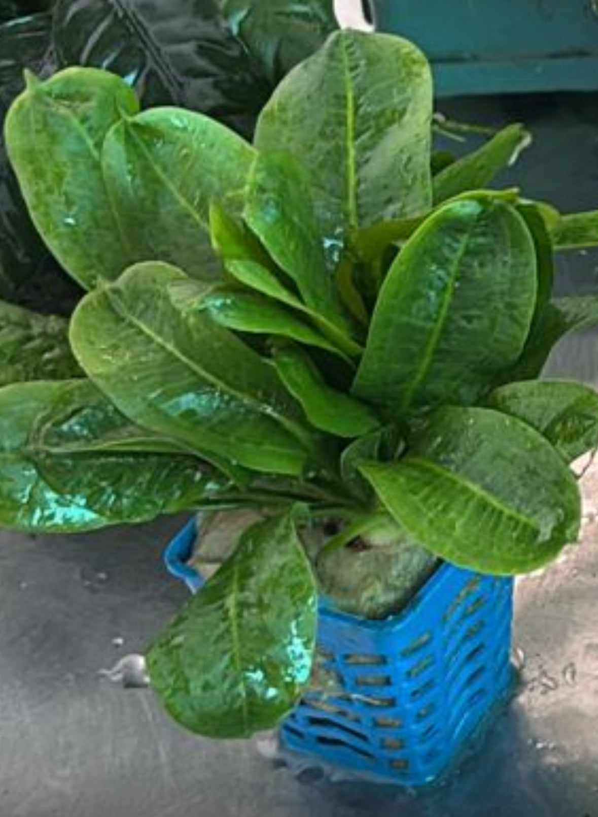 Echinodorus parivflorus tropica