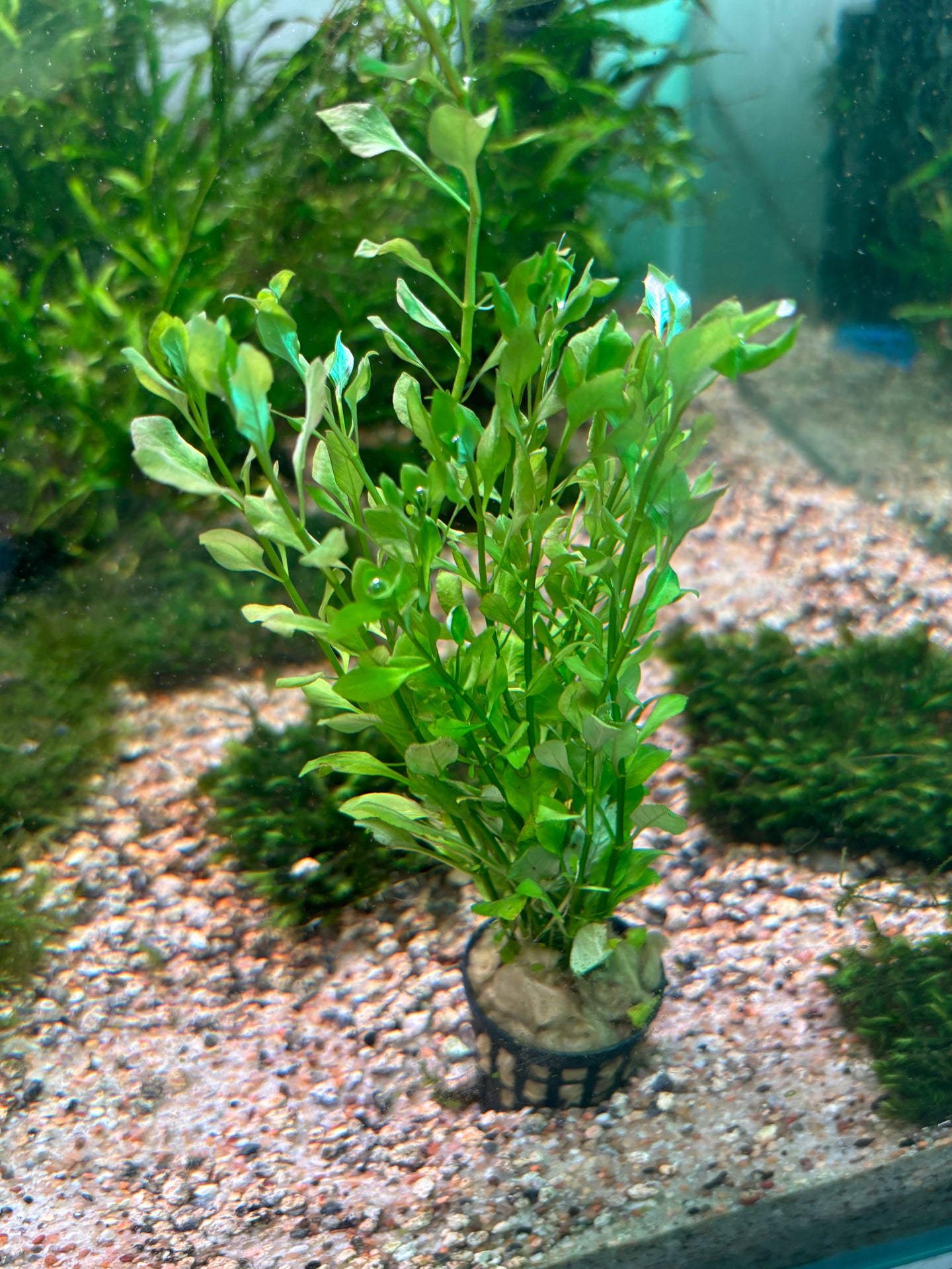 Ludwigia Palustris Green