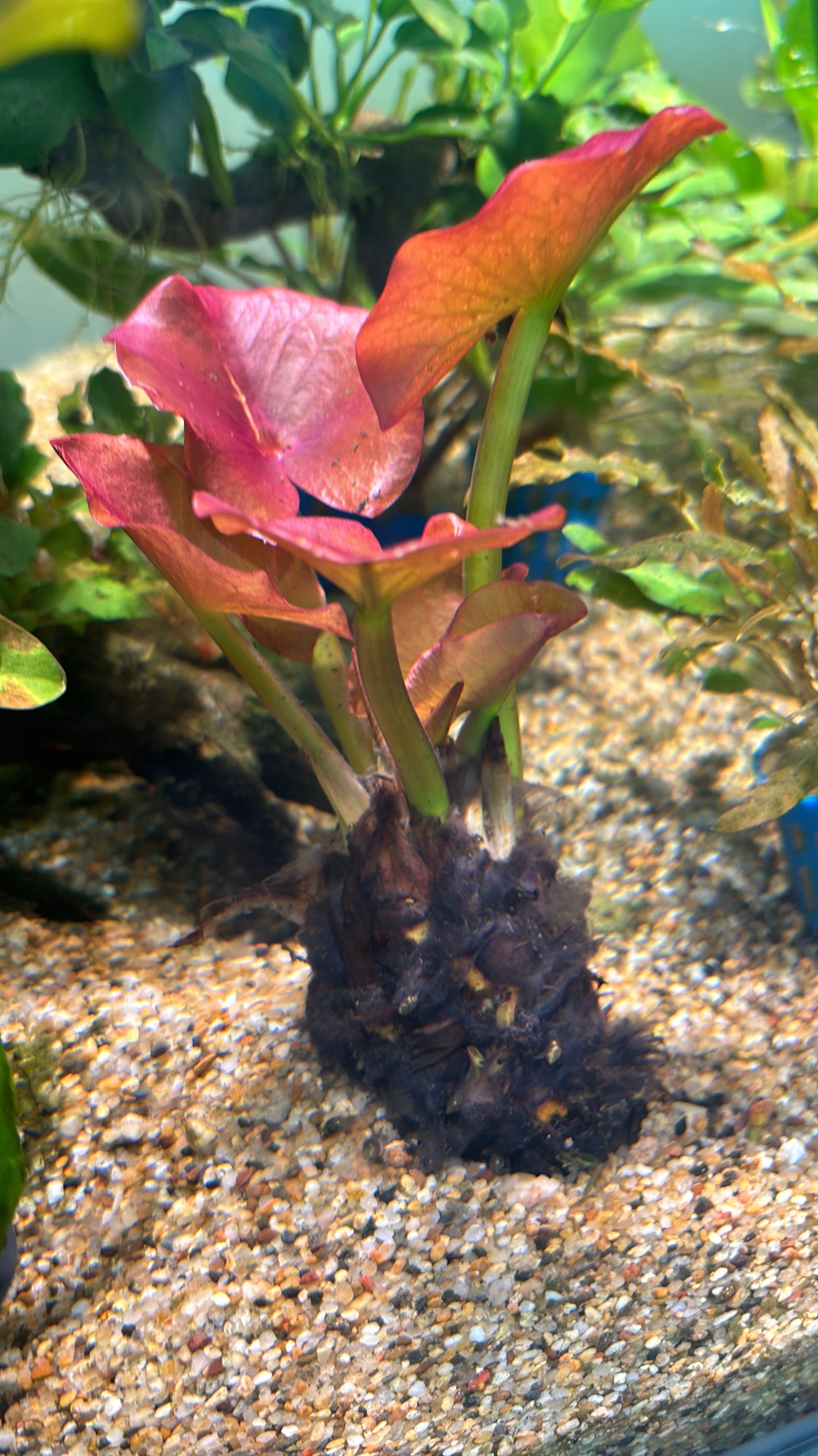 Nuphar Japonicum (Red Spatterdock)