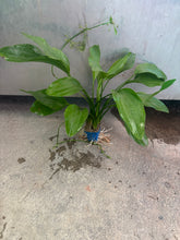 Load image into Gallery viewer, Echinodorus Grandiflorus (Large)
