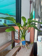 Load image into Gallery viewer, Echinodorus Grandiflorus (Large)
