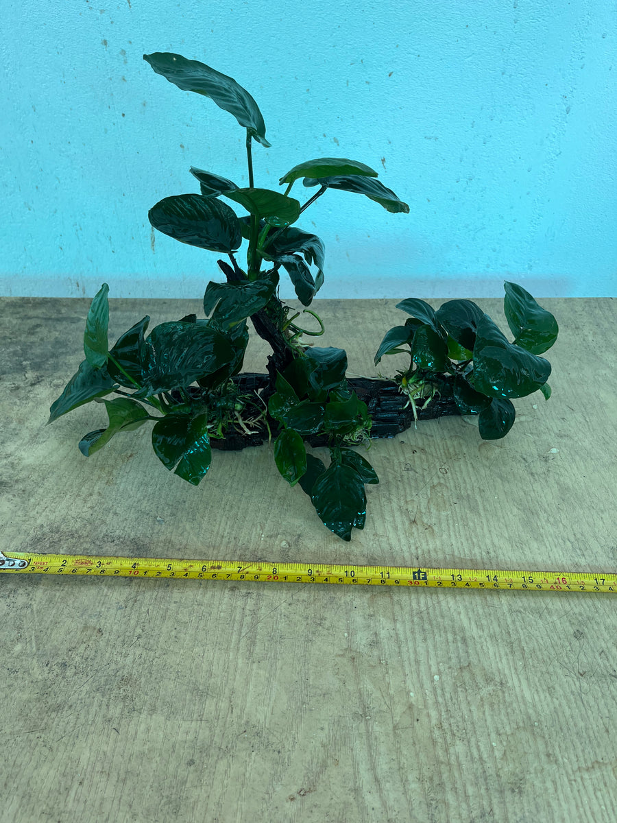 Anubias Barteri (Wood M size) Capricorn Aquarium