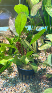 Echinodorus Red Flame