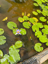 Load image into Gallery viewer, Water Lily
