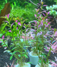 Load image into Gallery viewer, Rotala Florida
