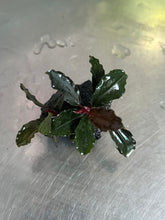 Load image into Gallery viewer, Bucephalandra Brownie Ghost
