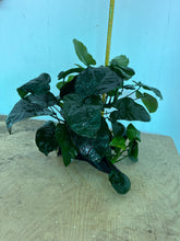 Load image into Gallery viewer, Anubias Barteri (Wood XL)
