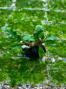 Bucephalandra Wavy Green
