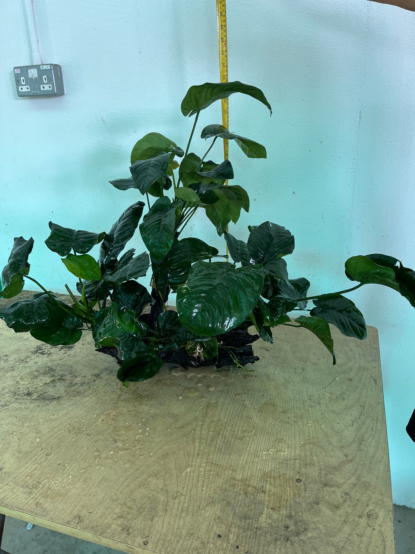 Anubias Barteri (Wood XL)