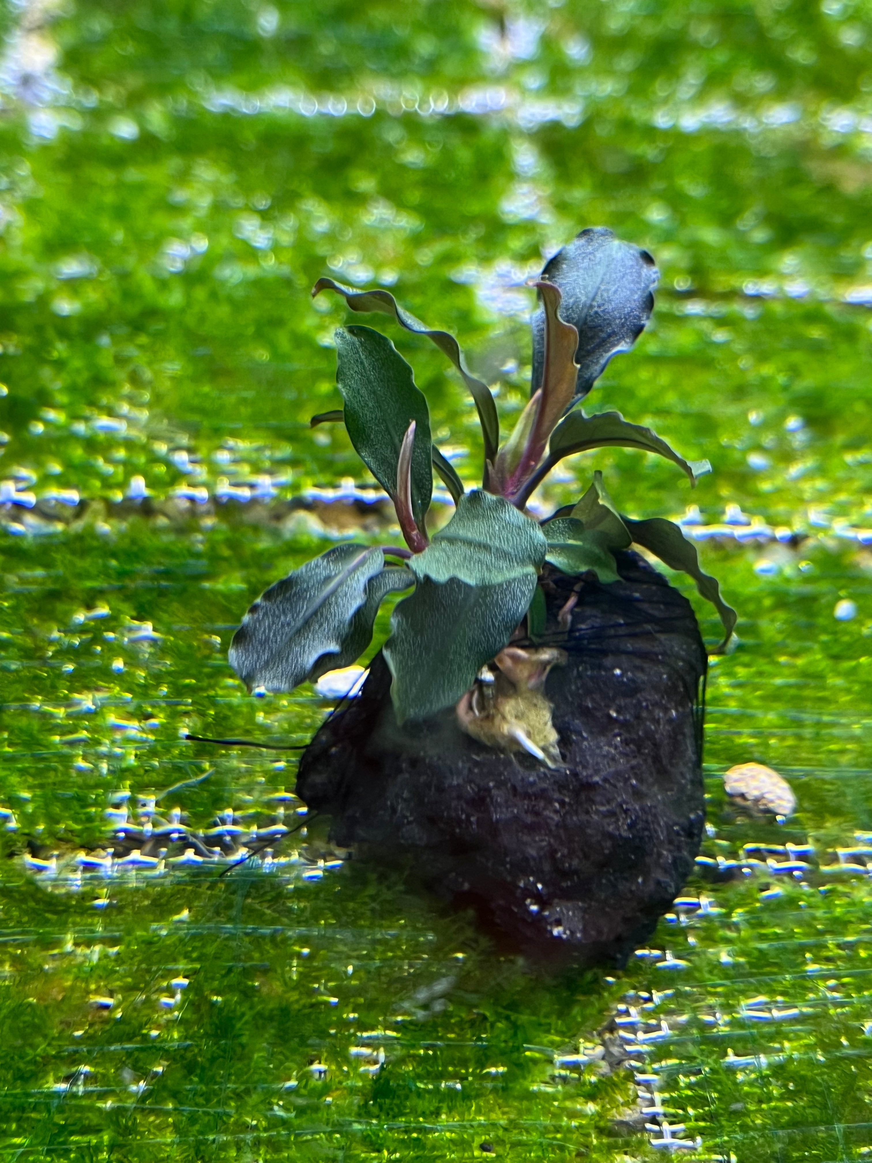 Bucephalandra sp. Ghost Kalimantan 【公式通販】 Bucephalandra sp. Ghost Kalimantan 【公式通販】
