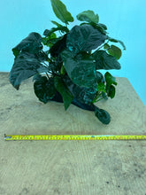 Load image into Gallery viewer, Anubias Barteri (Wood XL)
