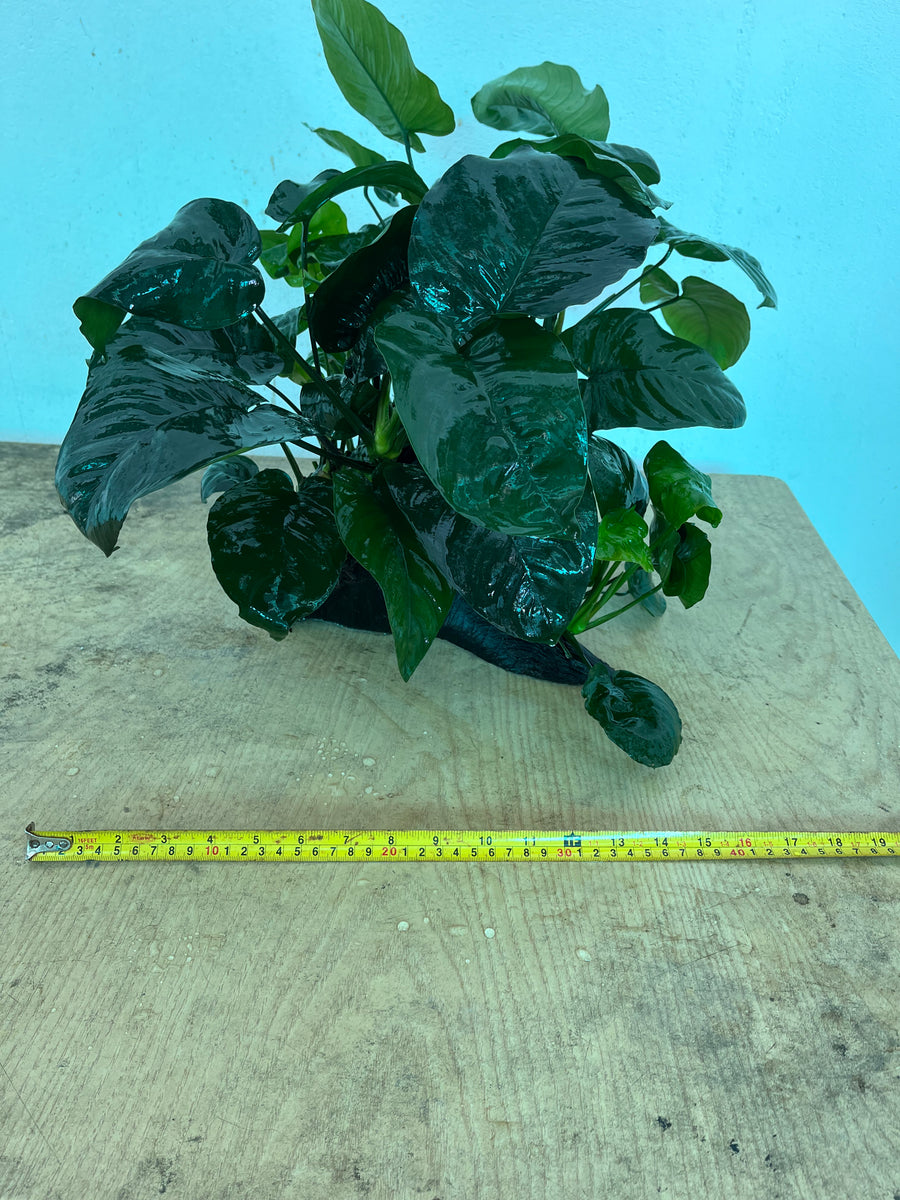 Anubias Barteri (Wood XL) Capricorn Aquarium