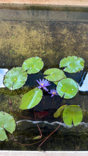 Load image into Gallery viewer, Water Lily
