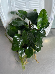 Anubias Coffeefolia