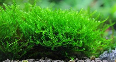 Christmas moss (Vesicularia montagnei)(Packet)