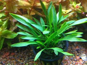 Cryptocoryne parva