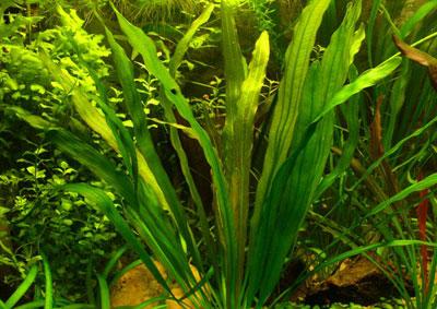 Echinodorus uruguayensis 【AZ1110-9】 Echinodorus Uruguayensis 'Tricolor' for Sale | Aquarium