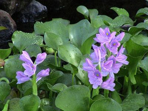 Eichhornia crassipes (Water Hyacinth)