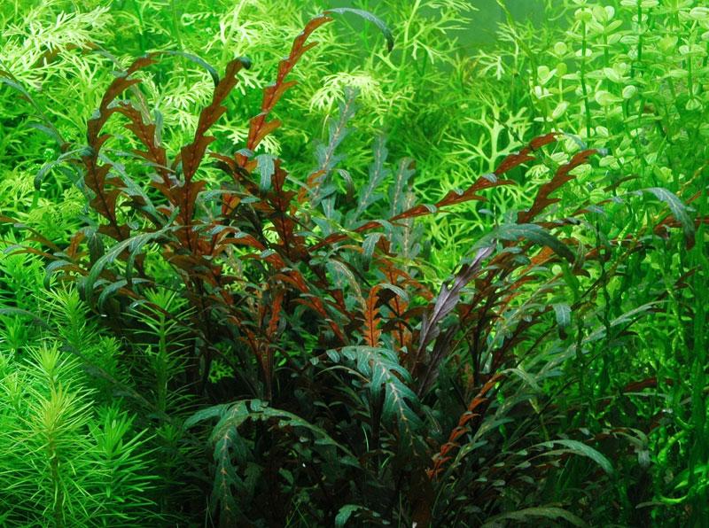 Non-Co2 Plants  Capricorn Aquarium