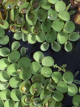 Load image into Gallery viewer, Salvinia Cucullata (Per Packet)
