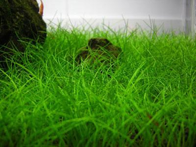 Japan hair grass