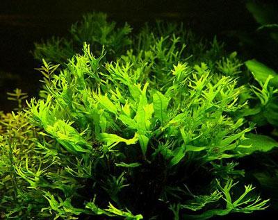 Microsorium Windelov