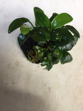 Load image into Gallery viewer, Anubias Petite
