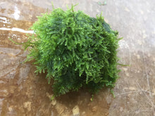 Load image into Gallery viewer, Christmas Moss on Rocks
