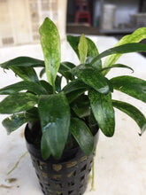 Load image into Gallery viewer, Anubias Glabra Variegated

