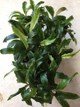 Load image into Gallery viewer, Anubias Glabra Variegated
