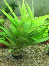 Load image into Gallery viewer, Hygrophila Siamensis
