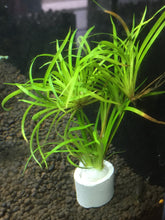 Load image into Gallery viewer, Juncus Repens
