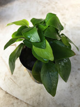 Load image into Gallery viewer, Anubias Nana
