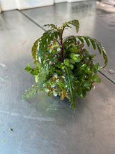 Load image into Gallery viewer, Mixed plants (Wabikusa)
