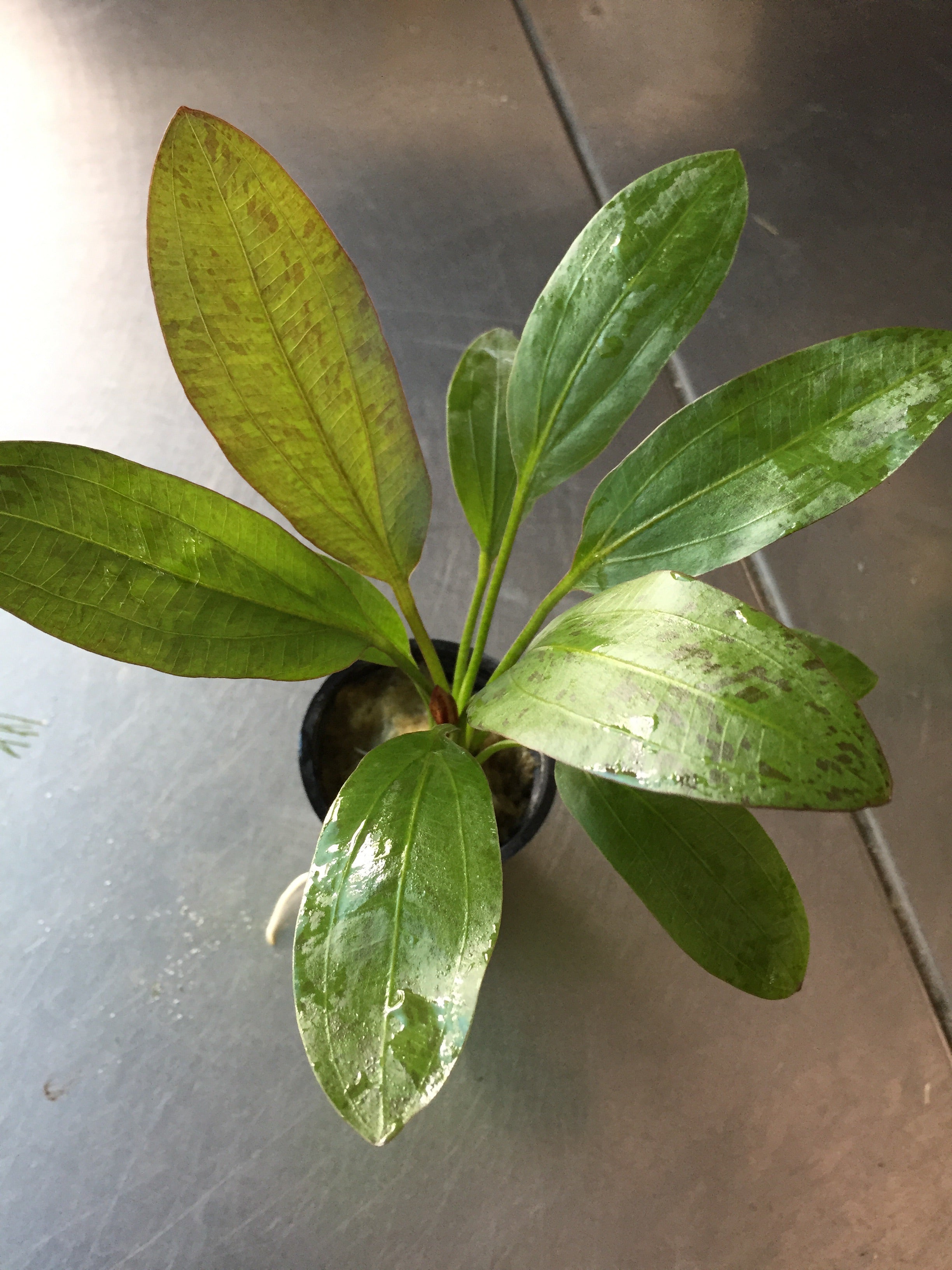 Easy Plants – Tagged 
