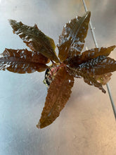 Load image into Gallery viewer, Cryptocoryne wendtii &#39;tropica&#39;
