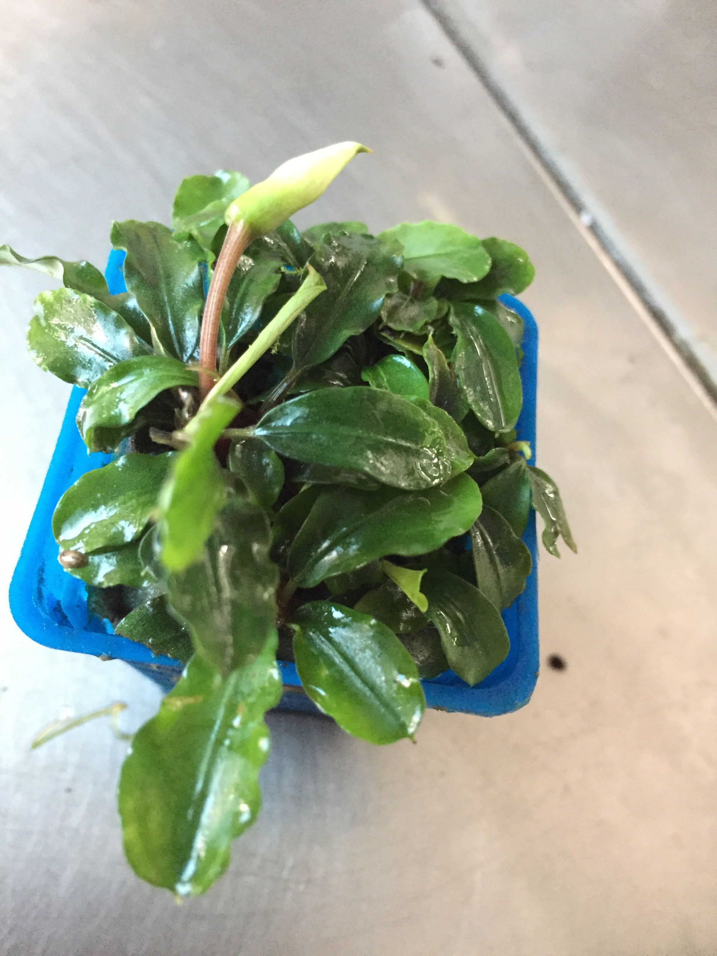 Bucephalandra Species (Wavy Green) – Capricorn Aquarium