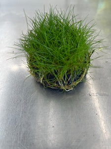 Hairgrass (Wabikusa)