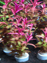 Load image into Gallery viewer, Rotala Macrandra Type 2
