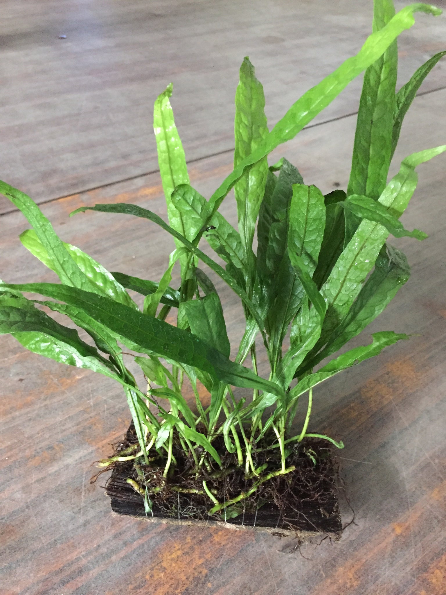 Microsorium pteropus (Java Fern) – Capricorn Aquarium
