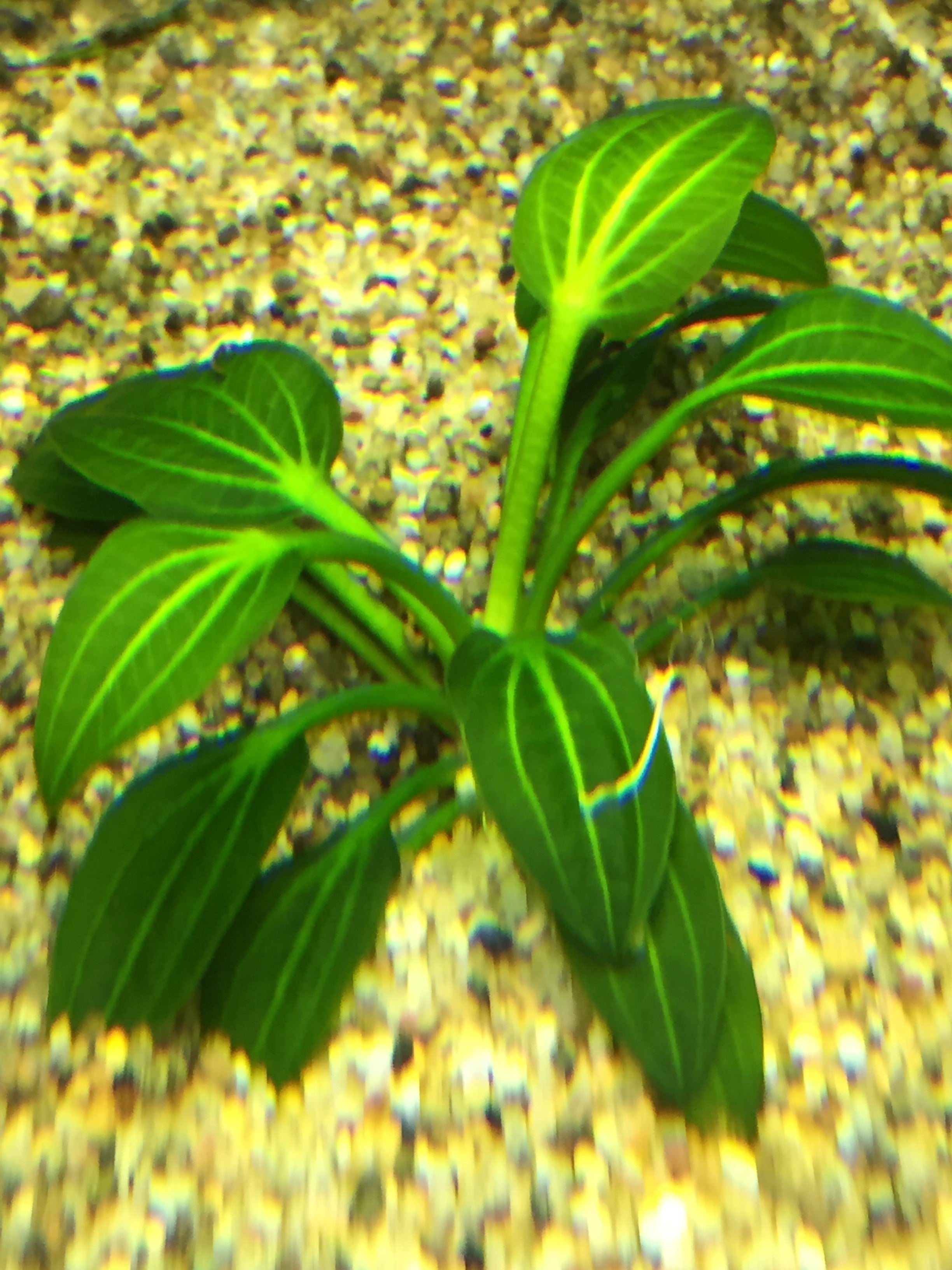 Easy Plants – Tagged 