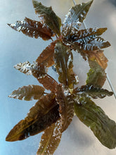 Load image into Gallery viewer, Cryptocoryne wendtii &#39;tropica&#39;
