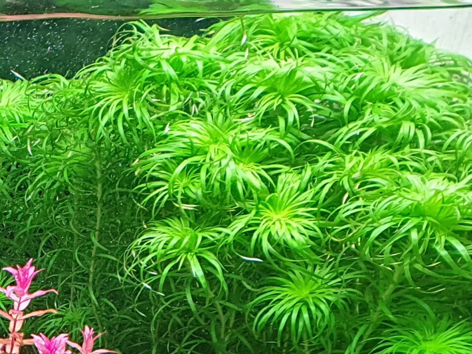 Tonina Species – Capricorn Aquarium