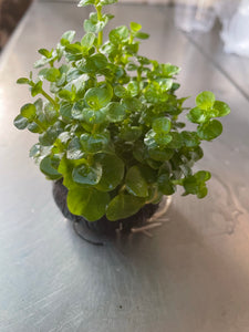 Rotala Rotundifolia Green (Wabikusa)