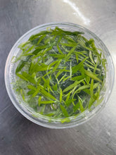 Load image into Gallery viewer, Cryptocoryne Parva Mini (Tissue cups)
