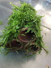 Load image into Gallery viewer, Moss on Ceramic (3 holes)
