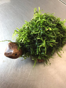 Moss on Turtle