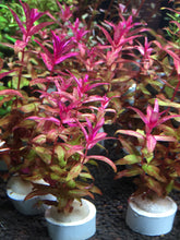 Load image into Gallery viewer, Rotala Macrandra Type 2

