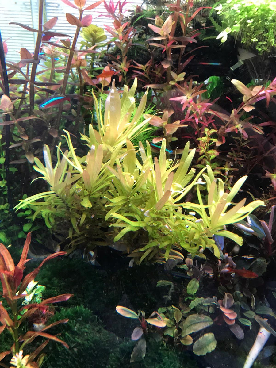 Ammannia Pedicellata Golden – Capricorn Aquarium